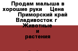 Продам малыша в хорошие руки. › Цена ­ 6 000 - Приморский край, Владивосток г. Животные и растения » Собаки   . Приморский край,Владивосток г.